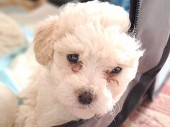 Bichon Matlez fetita si baietel. Lasati-mi mesaj pe WhatsApp se dau urgent